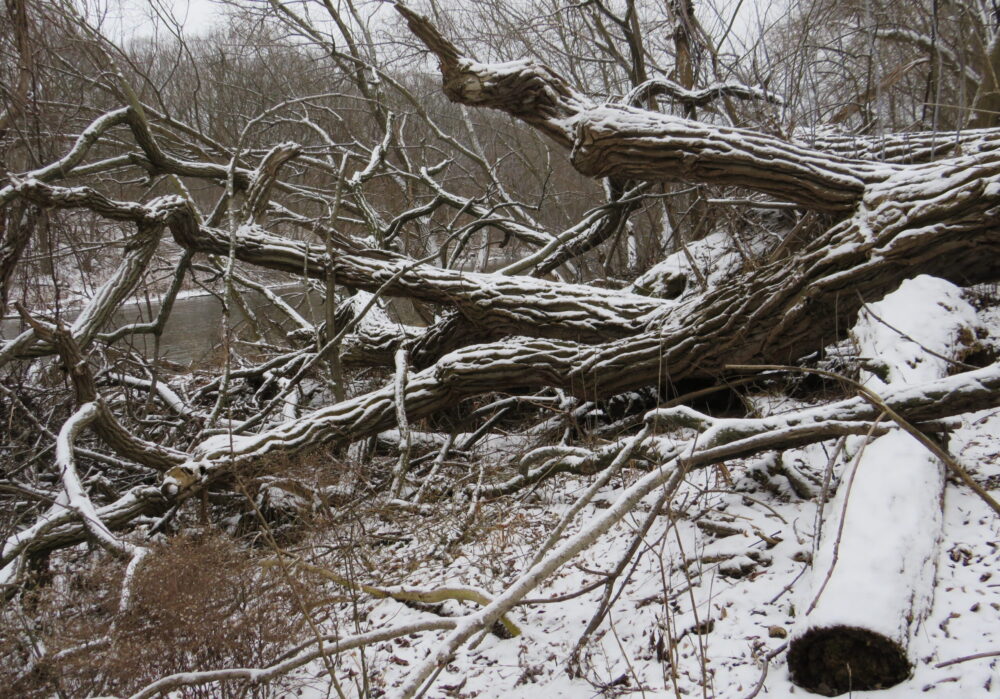 Culture Currents (Vernaculars Speak) 